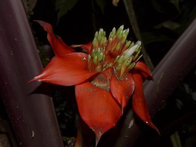 Guzmania conglomerata, photographed by Oscar Marín
