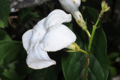 Mandevilla laxa, photographed by aacocucci