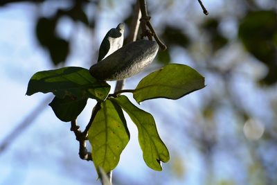 Ruehssia gualanensis, photographed by Neptalí Ramírez Marcial