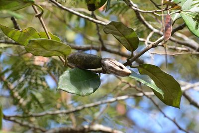 Ruehssia gualanensis, photographed by Neptalí Ramírez Marcial