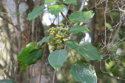 Oreopanax platyphyllus, photographed by Neptalí Ramírez Marcial