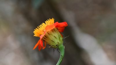 Adenophyllum aurantium, photographed by Neptalí Ramírez Marcial