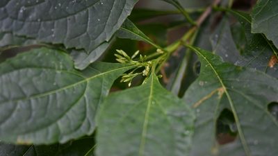 Critonia iltisii, photographed by Neptalí Ramírez Marcial
