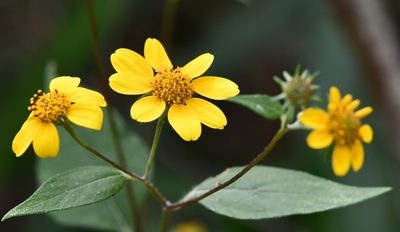 Verbesina hypoglauca, photographed by Neptalí Ramírez Marcial