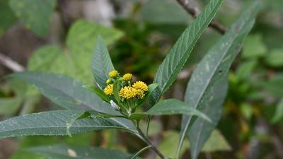 Verbesina hypargyrea, photographed by Neptalí Ramírez Marcial
