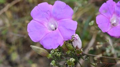 Ipomoea leucotricha, photographed by Neptalí Ramírez Marcial