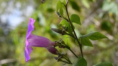 Ipomoea leucotricha, photographed by Neptalí Ramírez Marcial