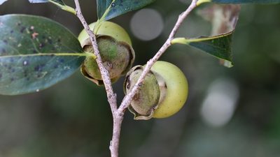 Diospyros salicifolia, photographed by Neptalí Ramírez Marcial