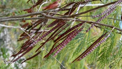 Leucaena collinsii, photographed by Neptalí Ramírez Marcial