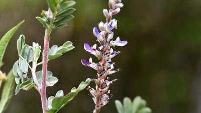 Marina spiciformis, photographed by Neptalí Ramírez Marcial