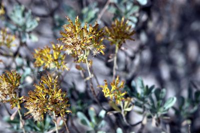 Chrysoma pauciflosculosa, photographed by Lauren McLaurin
