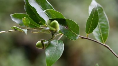 Licaria misantlae, photographed by Neptalí Ramírez Marcial