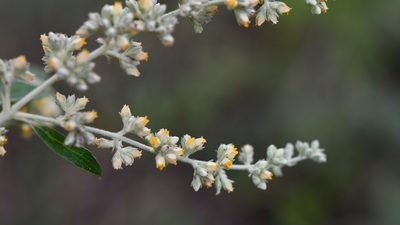 Buddleja americana, photographed by Neptalí Ramírez Marcial