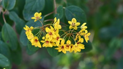 Galphimia speciosa, photographed by Neptalí Ramírez Marcial