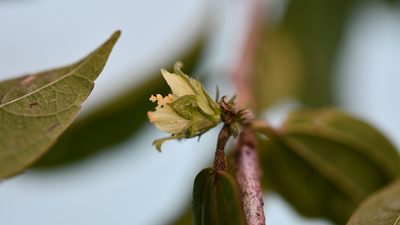 Hibiscus purpusii, photographed by Neptalí Ramírez Marcial