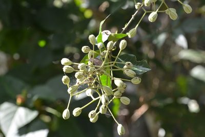 Pisonia macranthocarpa, photographed by Neptalí Ramírez Marcial