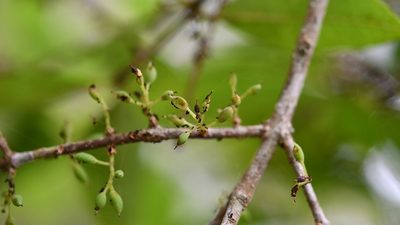 Forestiera rhamnifolia, photographed by Neptalí Ramírez Marcial