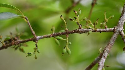 Forestiera rhamnifolia, photographed by Neptalí Ramírez Marcial