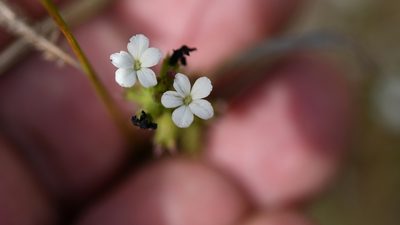 Buchnera pusilla, photographed by Neptalí Ramírez Marcial