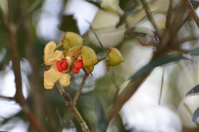 Ternstroemia tepezapote, photographed by Neptalí Ramírez Marcial