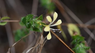 Loeselia ciliata, photographed by Neptalí Ramírez Marcial