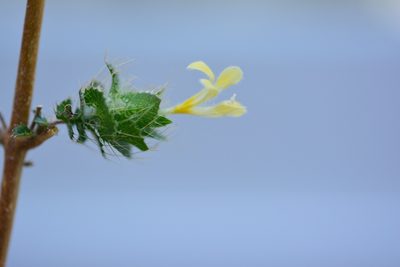 Loeselia ciliata, photographed by Neptalí Ramírez Marcial