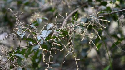 Sageretia elegans, photographed by Neptalí Ramírez Marcial