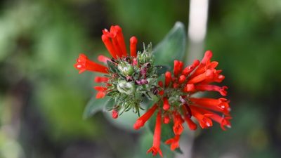 Bouvardia leiantha, photographed by Neptalí Ramírez Marcial
