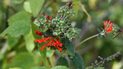 Bouvardia leiantha, photographed by Neptalí Ramírez Marcial