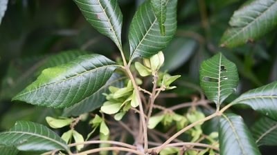 Thouinia acuminata, photographed by Neptalí Ramírez Marcial