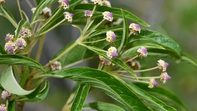 Lippia myriocephala, photographed by Neptalí Ramírez Marcial