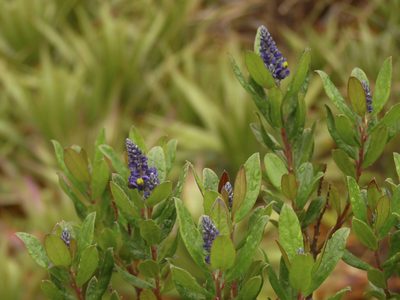 Monnina salicifolia, photographed by Oscar Marín