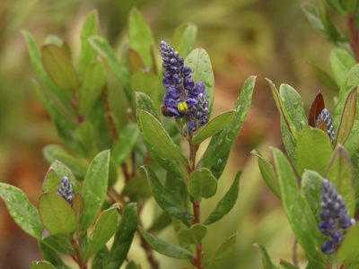 Monnina salicifolia, photographed by Oscar Marín