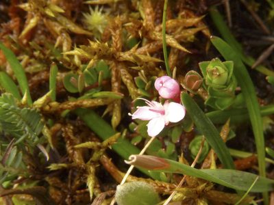 Myrteola nummularia, photographed by Oscar Marín