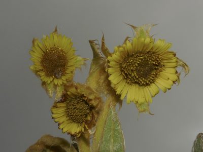 Espeletia hartwegiana, photographed by Oscar Marín