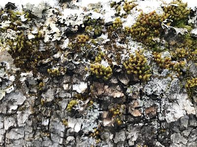 Ulota crispula, photographed by Kent P. McFarland