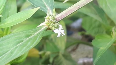 Spermacoce ocymifolia, photographed by Ong Jyh Seng