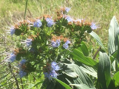 Echium nervosum, photographed by Andre Hosper