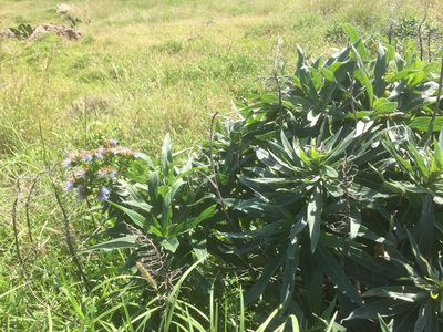 Echium nervosum, photographed by Andre Hosper