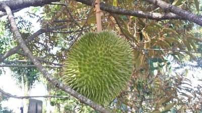 Durio zibethinus, photographed by Ong Jyh Seng