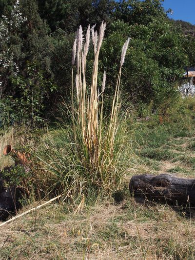 Cortaderia nitida, photographed by Lena Struwe