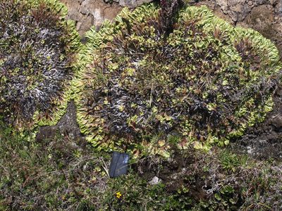 Marchantia plicata, photographed by Lena Struwe