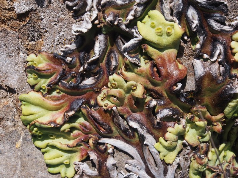 Marchantia plicata, photographed by Lena Struwe