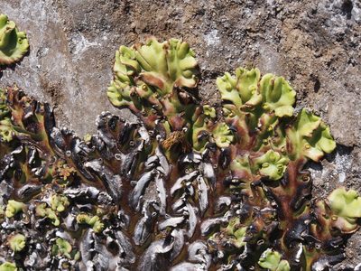 Marchantia plicata, photographed by Lena Struwe