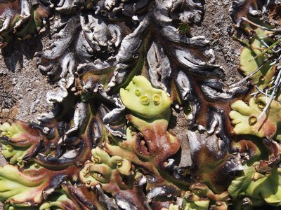 Marchantia plicata, photographed by Lena Struwe