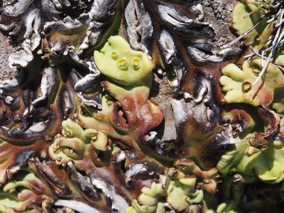 Marchantia plicata, photographed by Lena Struwe