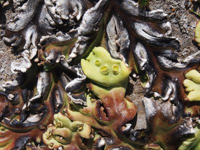 Marchantia plicata, photographed by Lena Struwe