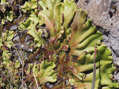 Marchantia plicata, photographed by Lena Struwe