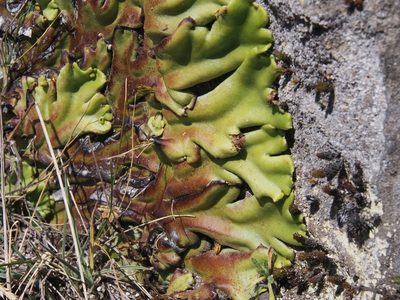Marchantia plicata, photographed by Lena Struwe
