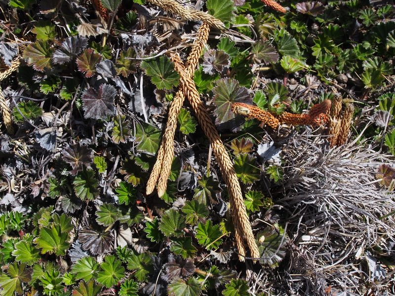 Phlegmariurus hypogaeus, photographed by Lena Struwe